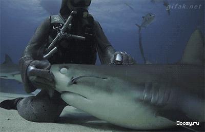 Ручная акула