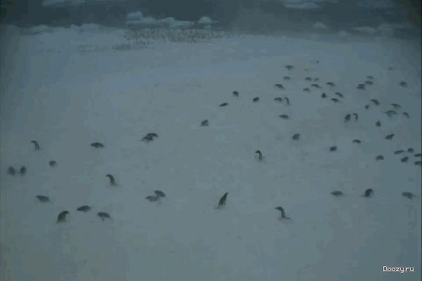 Пингвины растапливают снег своими какашками