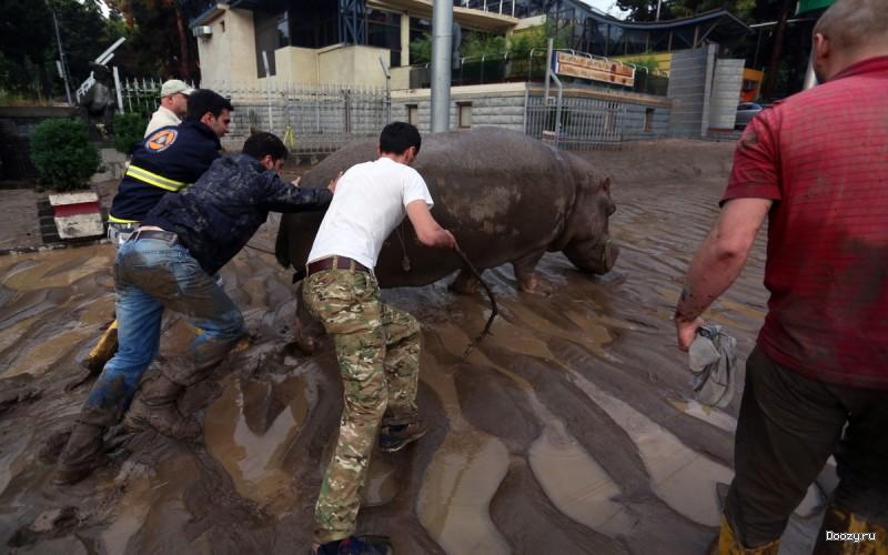Наводнение в грузинском зоопарке