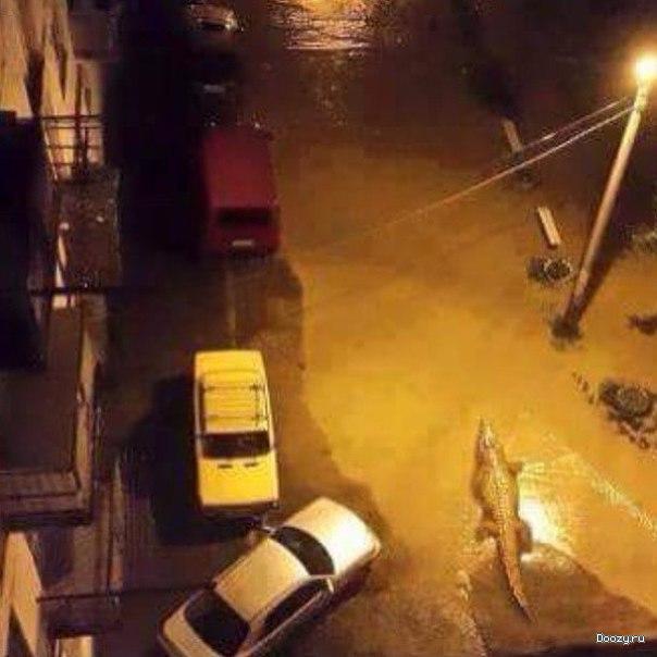 Наводнение в грузинском зоопарке