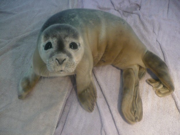 Люди спасли маленького тюленя