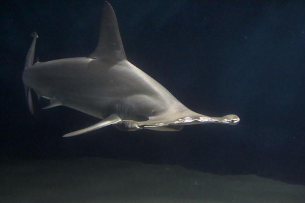 17 фактов об акулах