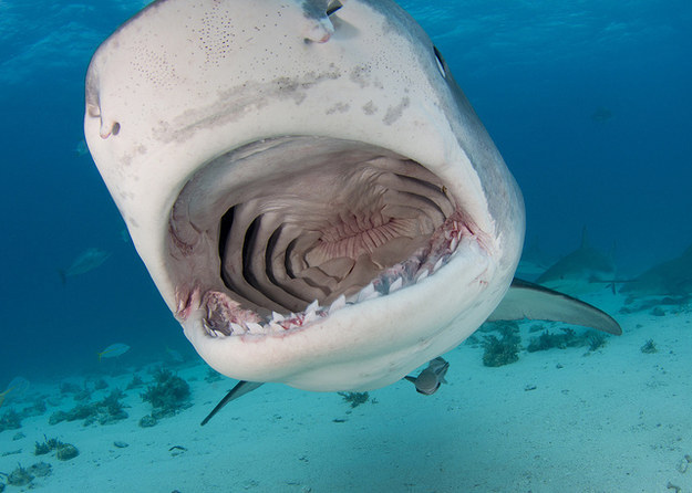 17 фактов об акулах