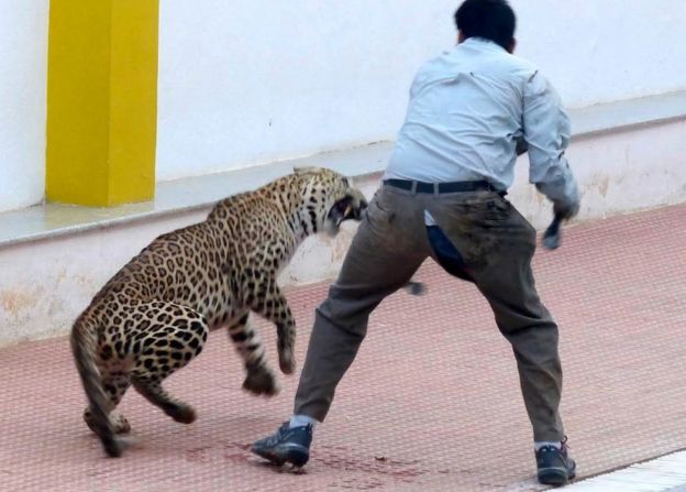 В Индии леопард пробрался в школу и травмировал шесть человек