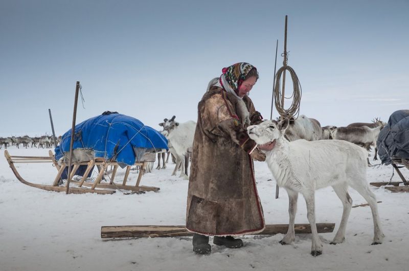 Как живут ненцы в Сибири: быт оленеводов
