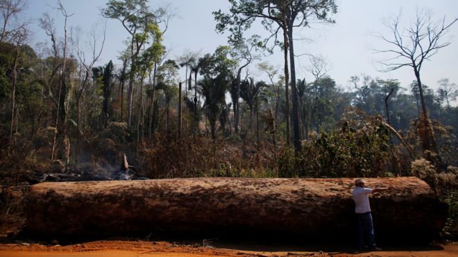 Обезлесение в бассейне Амазонки достигло максимального уровня с 2008 года