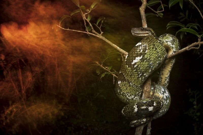 Фото мадагаскарской змеи признано лучшим на престижном конкурсе