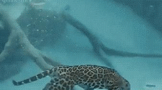 Леопард плавает под водой