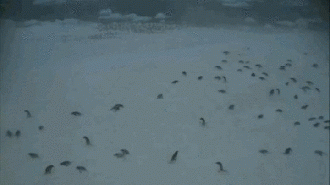 Пингвины растапливают снег своими какашками