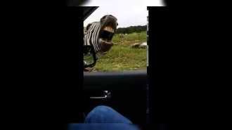 Зебры умеют петь?