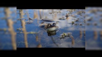 The Guardian снял панорамное видео в болоте с лягушками
