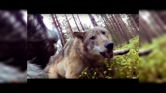 Нападение волков на собаку