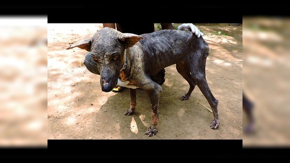 Волонтеры из Индии спасли умирающую собаку